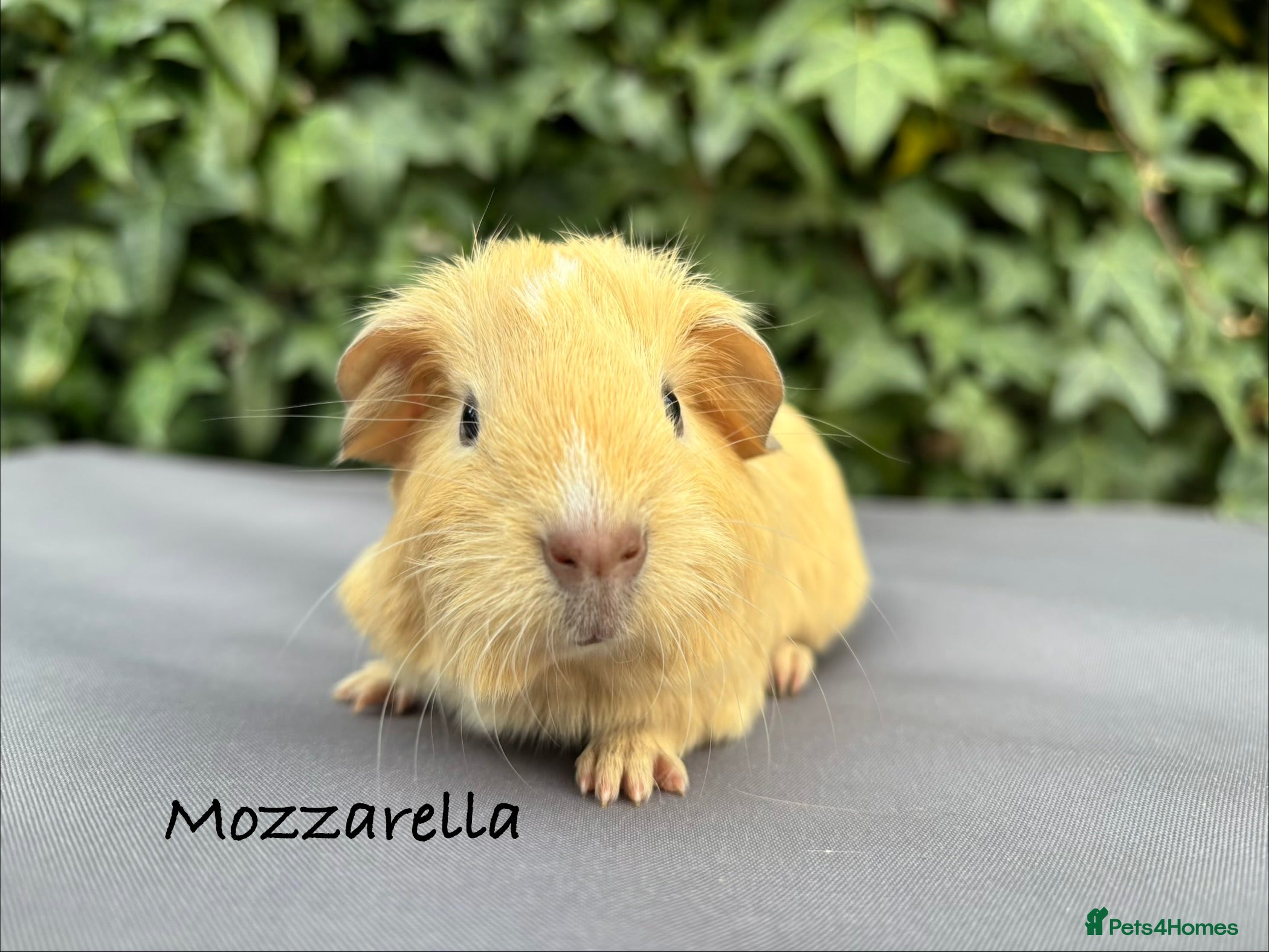 Guinea Pig rodents Beautiful baby guinea pigs  - Advert 17