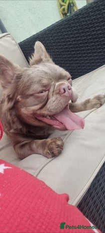 French Bulldog dogs in Nottingham - Advert 1