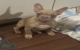 French Bulldog dogs for sale: Daisy - Advert 1