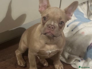 French Bulldog dogs Daisy - Advert 1