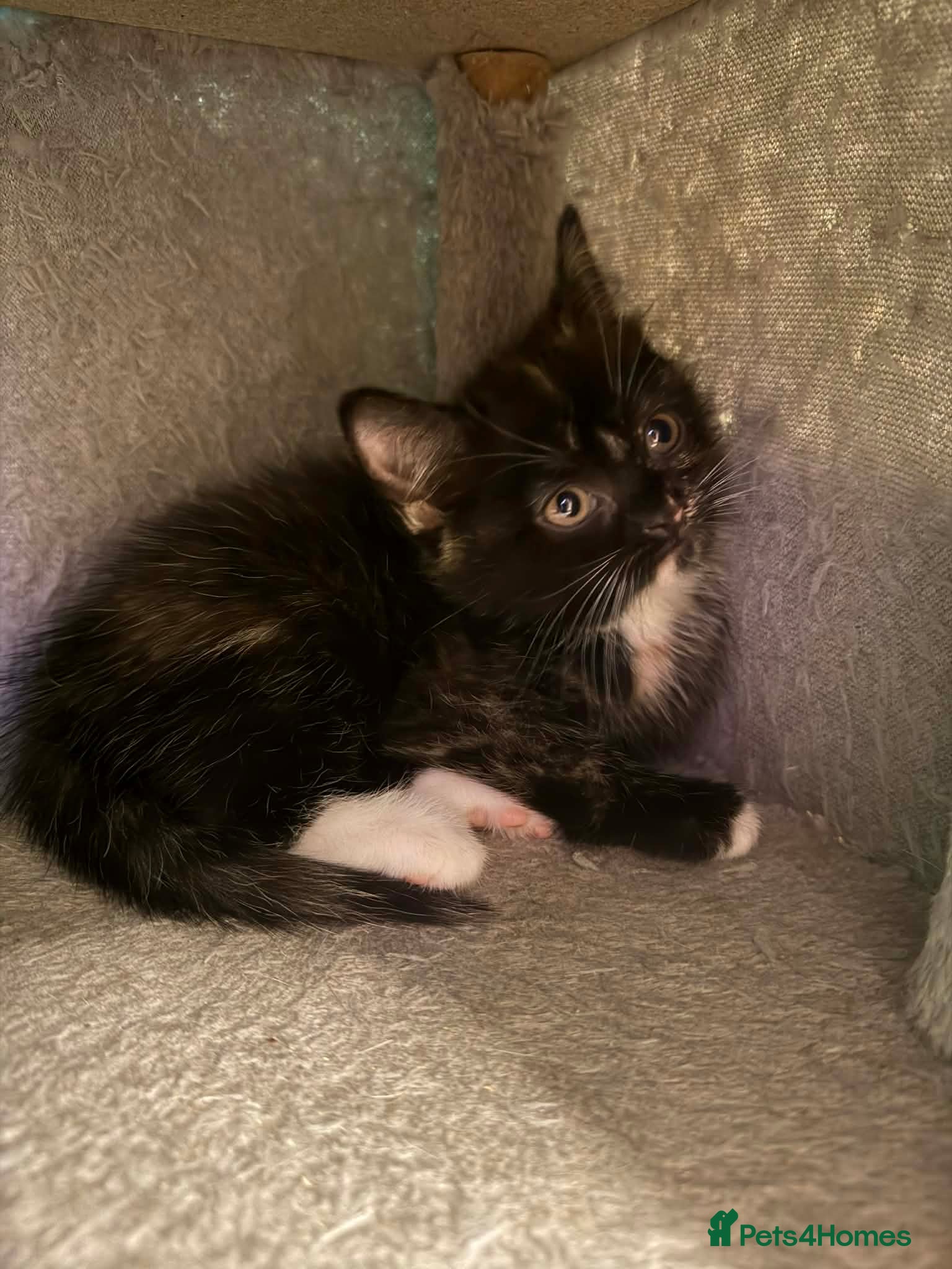 Scottish Fold cats Scottish fold kittens with straight ears - Advert 1