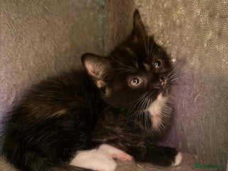 Scottish Fold cats Scottish fold kittens with straight ears - Advert 1