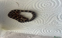 Corn Snake reptiles for sale: Baby cornsnakes  - Image 1