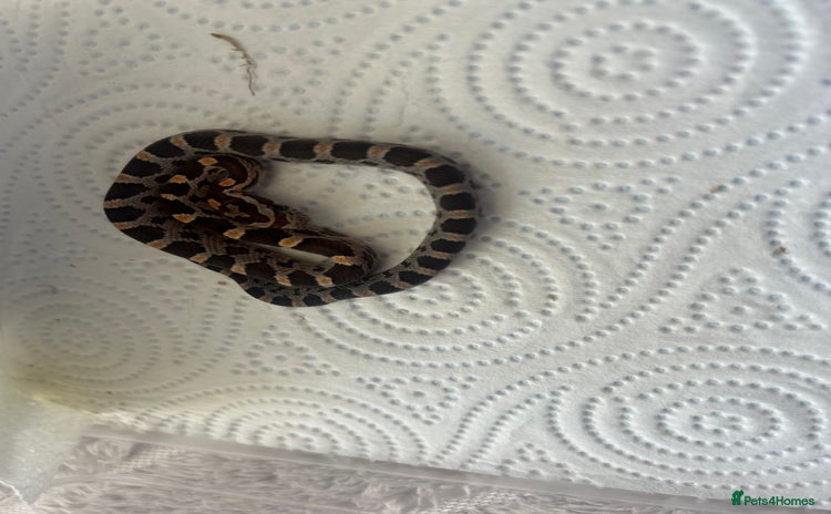 Corn Snake reptiles - Advert 9