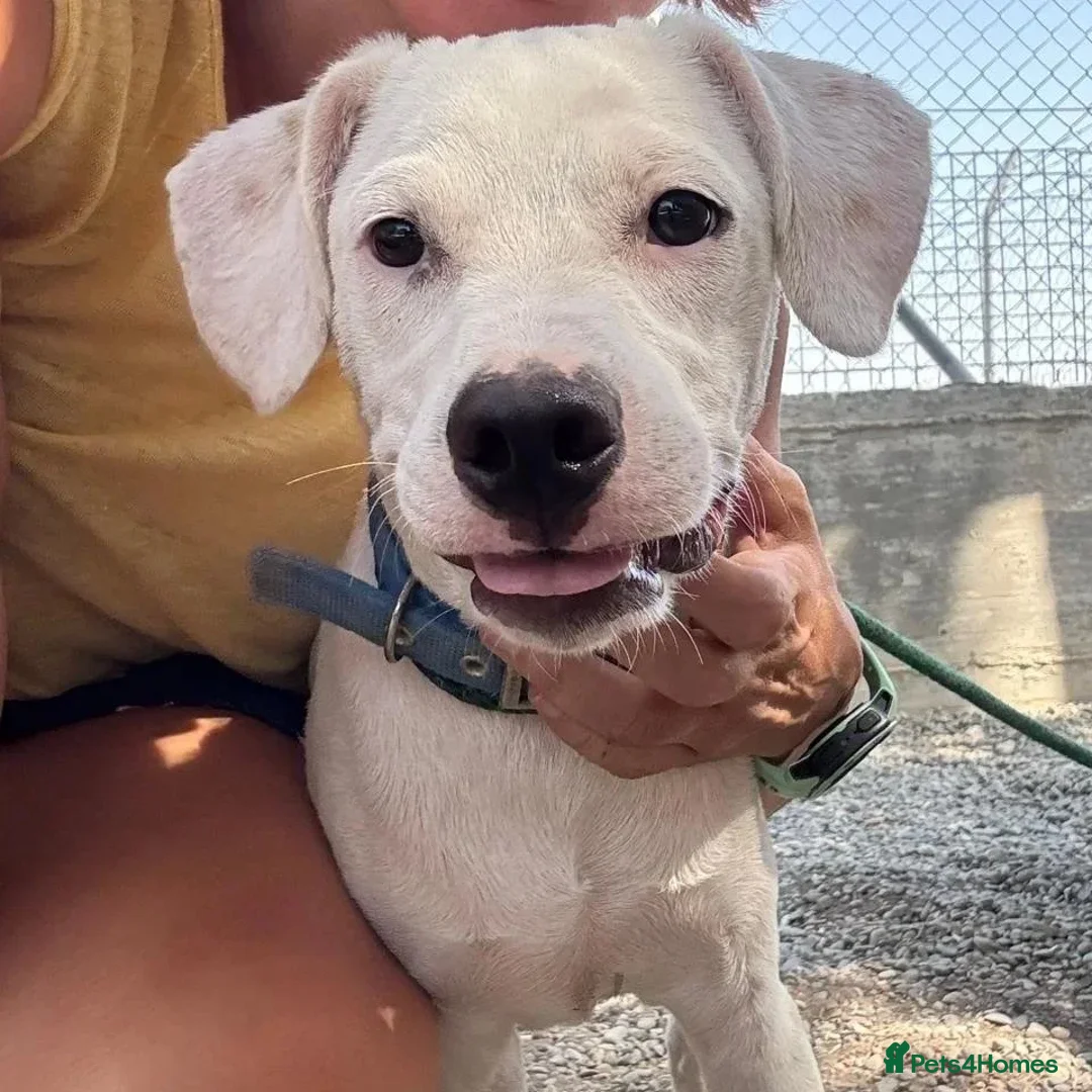 Mixed Breed dogs for adoption: Aspen (deaf but determined!) - Image 18