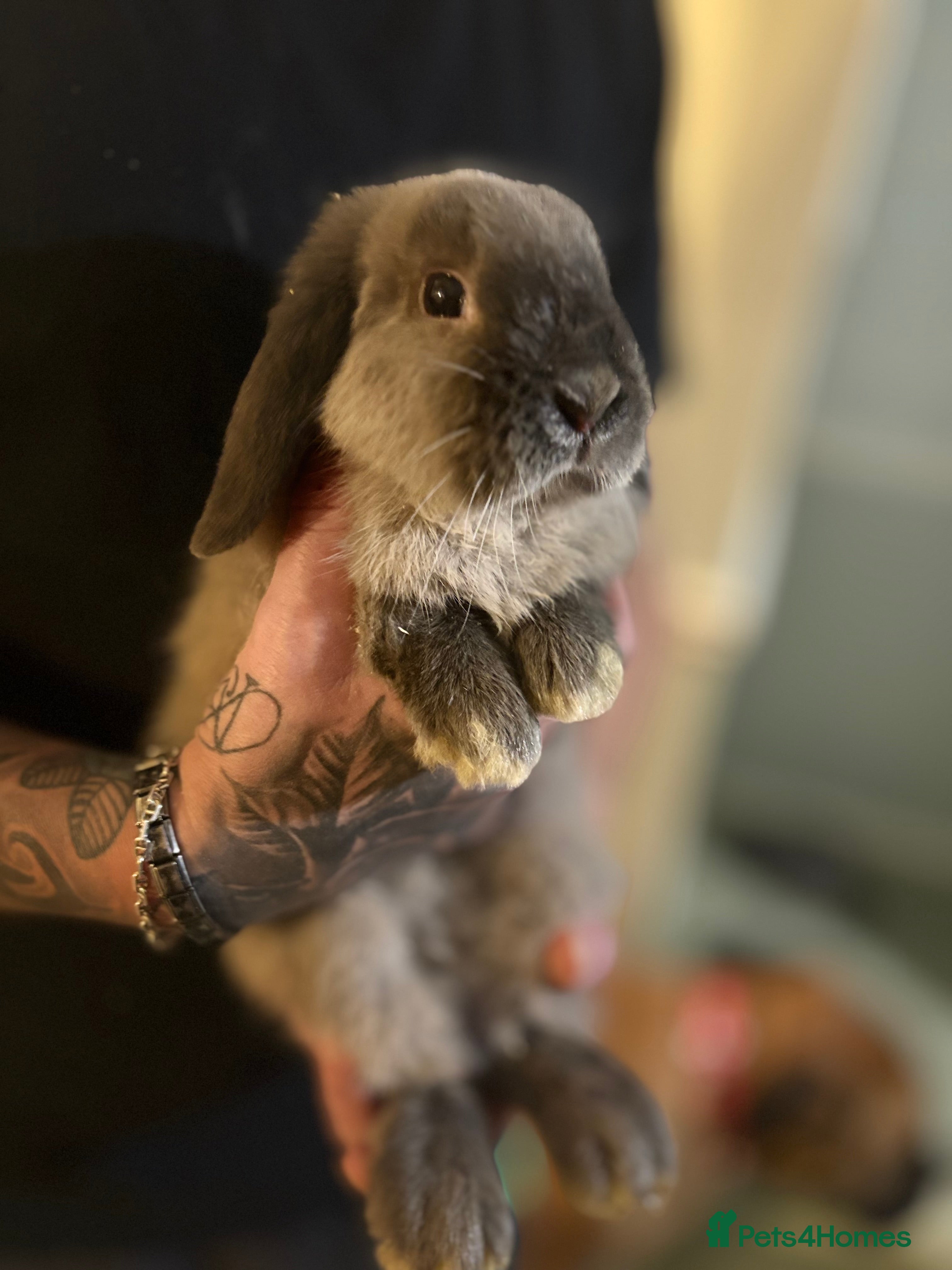 Mini Lop rabbits 🐰 Adorable full breed Lop Bunnies - Advert 13