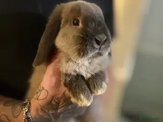 Mini Lop rabbits 🐰 Adorable full breed Lop Bunnies - Advert 13