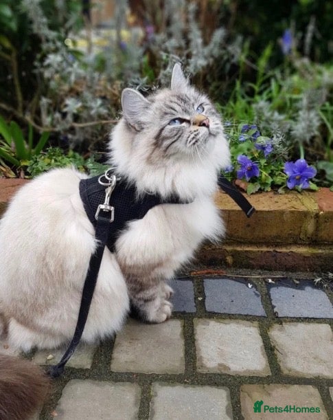 Siberian cats White Pure Siberian Kitten  - Advert 8