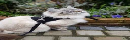 Siberian cats for sale: White Pure Siberian Kitten  in Leeds - Advert 1