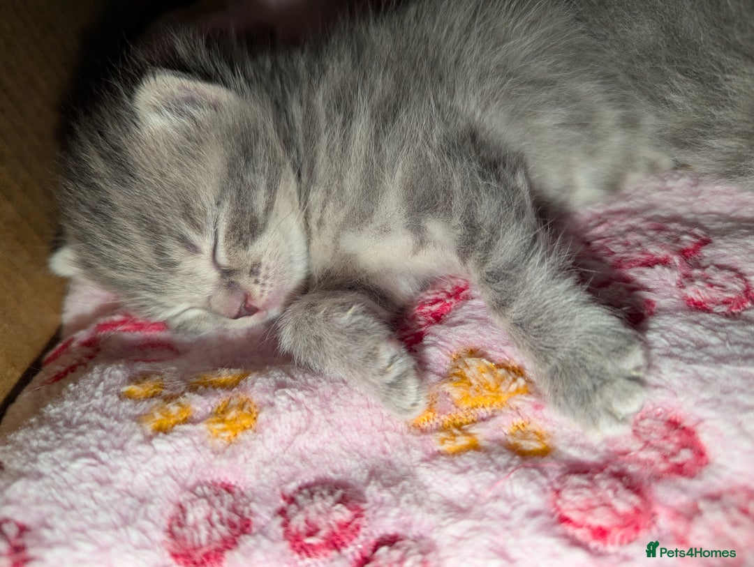 Mixed Breed cats for sale: Beautiful grey silver tabby kittens, ragdoll X Mum - Advert 38