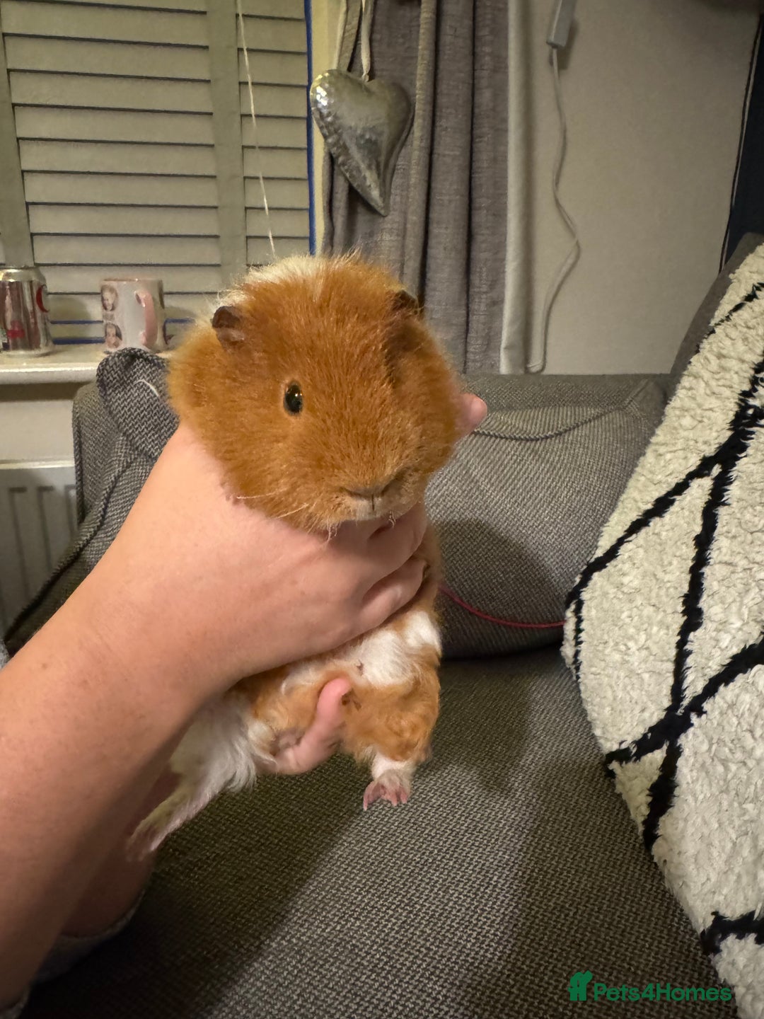 Guinea Pig rodents for sale: Gorgeous 6 month Teddy Guinea pig - Advert 2