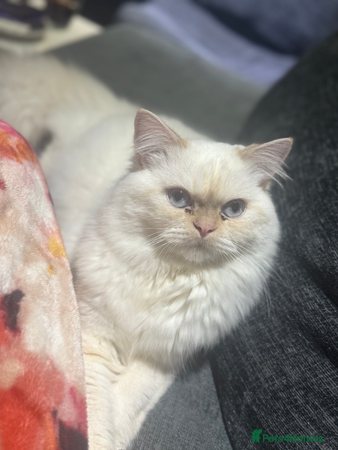 Persian cats for sale: White male Persian kitten  - Image 8