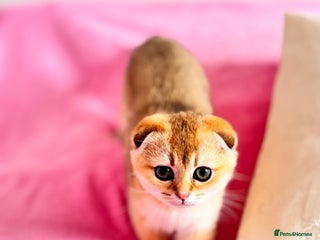 Scottish Fold cats High quality TICA pedigree kittens - Advert 2