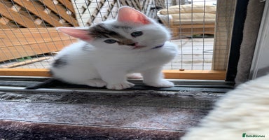 Mixed Breed cats - Advert 2