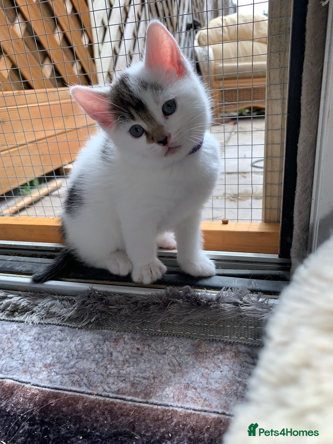 Mixed Breed cats for sale: Mixed breed Kittens  - Image 1