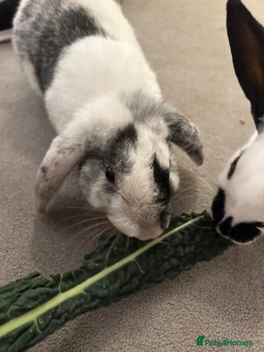 Mixed Breed rabbits for sale: Paired Rabbits for sale - Advert 12
