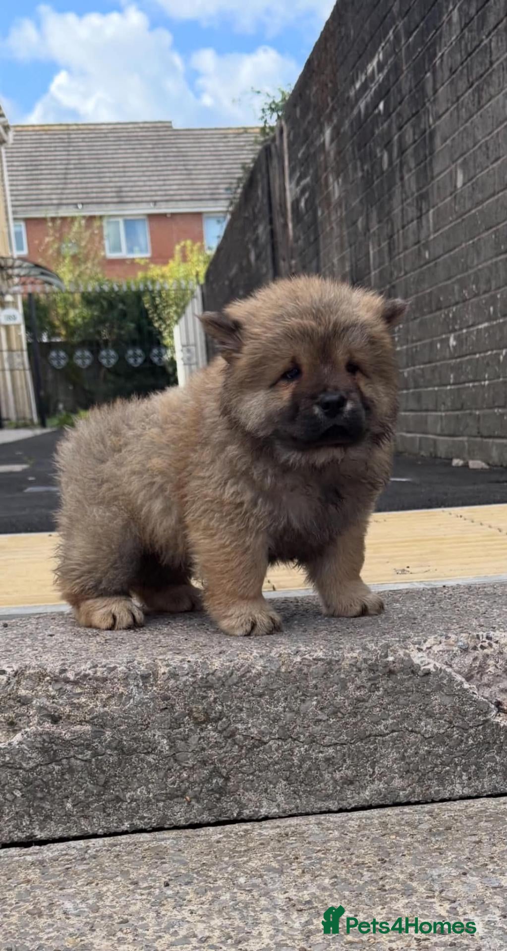 Chow Chow dogs 🐻 5 KC Registered Chow Chow Puppies – Cardiff 🐾 - Advert 19