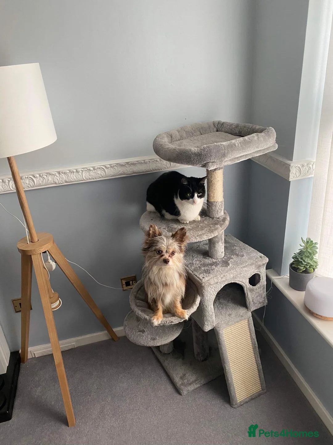 Mixed Breed dogs for sale: Loving Merle Chihuahua looking for forever home in Rotherham - Advert 2