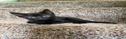 Mixed Breed cats for sale: 3 identical black boys  - Advert 2