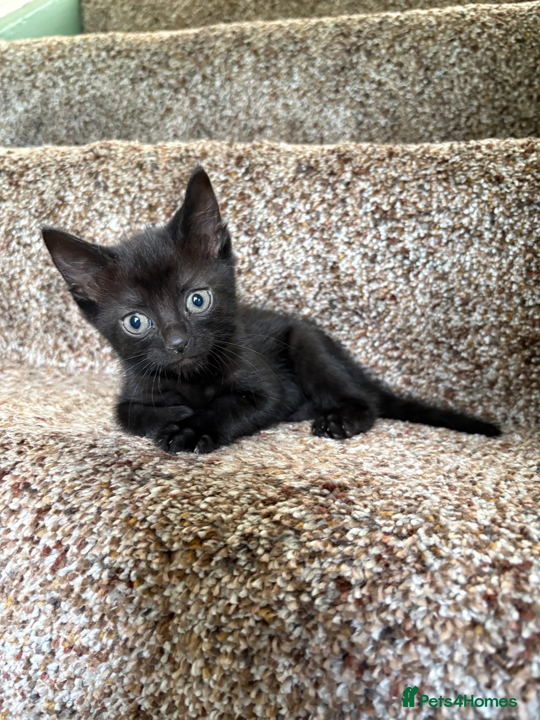 Mixed Breed cats for sale: 3 identical black boys  - Advert 2