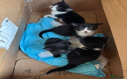 Maine Coon cats for sale: 1/4 Maincoon kittens  - Image 1
