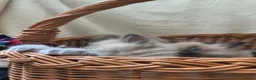 Ragdoll cats for sale: Perdolls  - Advert 36