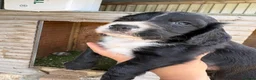 Cocker Spaniel dogs for sale: Cocker Spaniel pups  in Seaham - Advert 13
