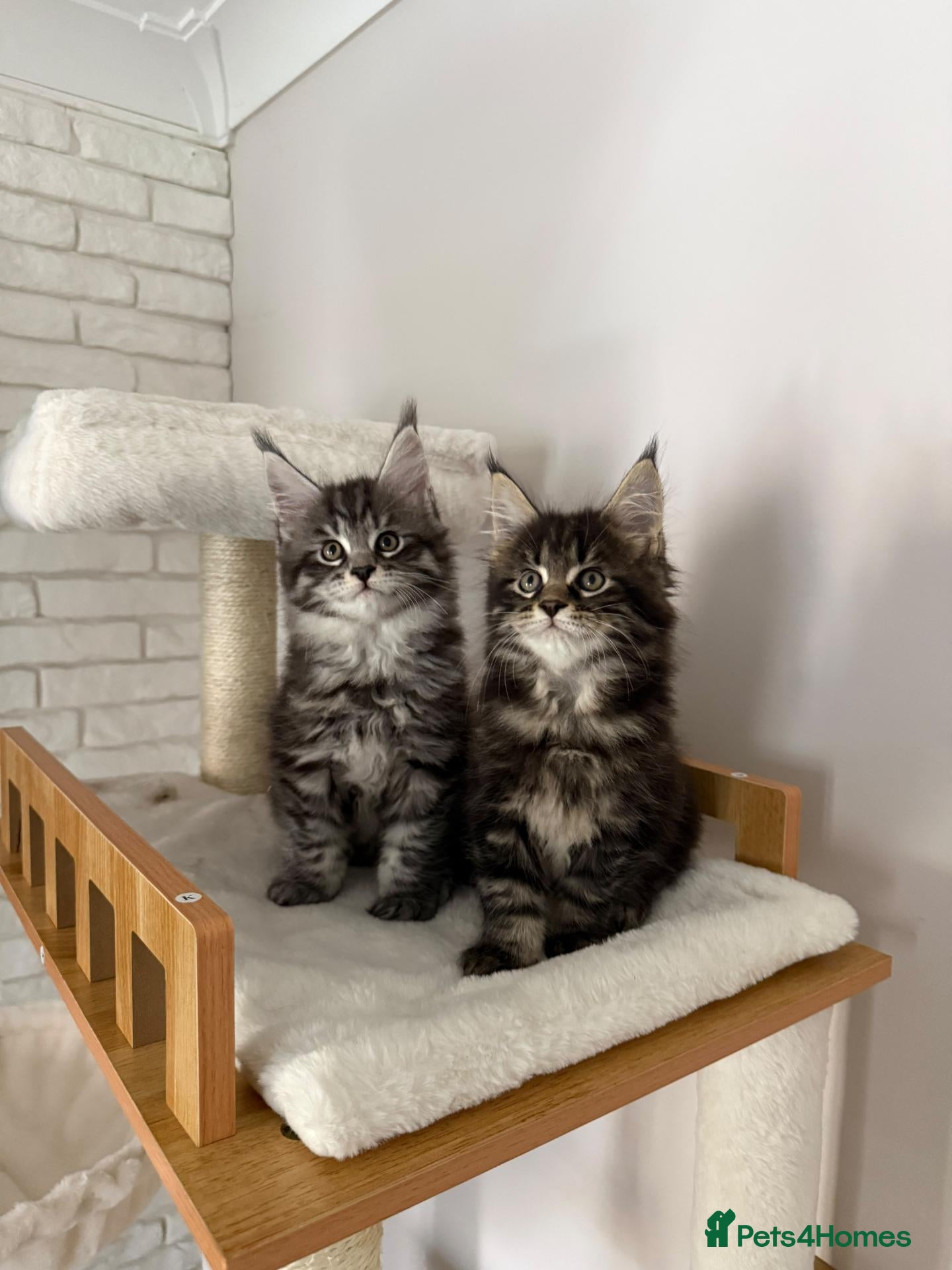 Maine Coon cats Beautiful Maine Coon kittens - Advert 1