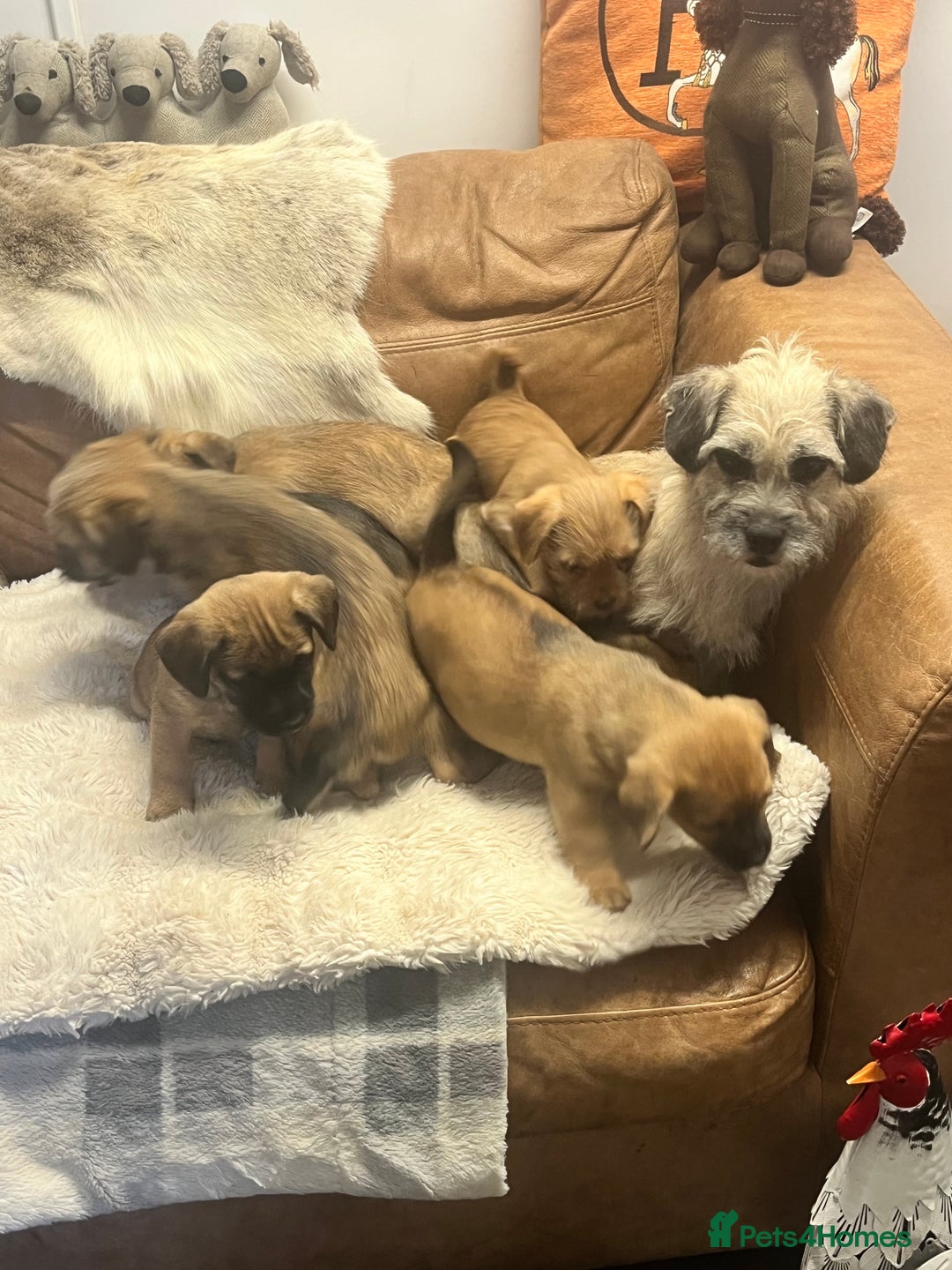 Jack Russell dogs for sale: Beautiful types of broken coated and smoothed  - Image 19