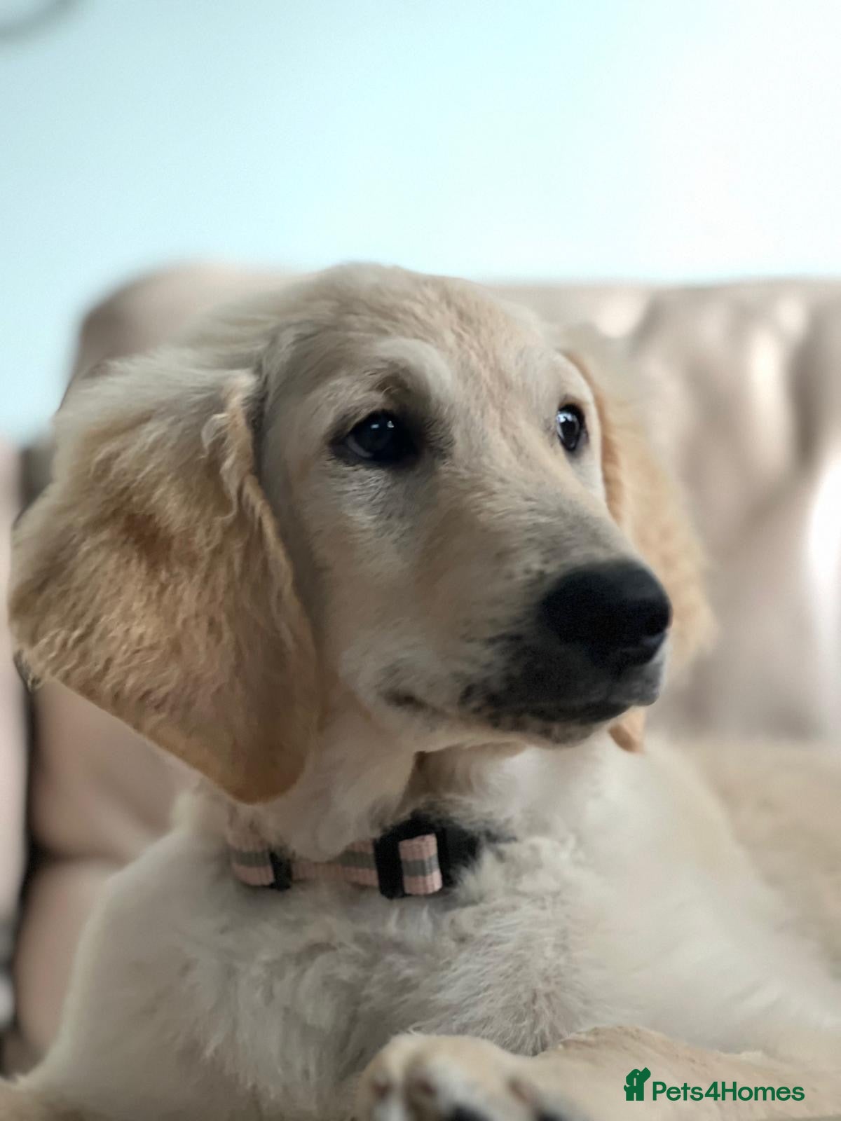 Goldendoodle dogs Lovely girl puppy!!!  - Advert 12