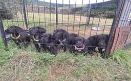 Springador dogs for sale: Springerdor pups  - Image 1