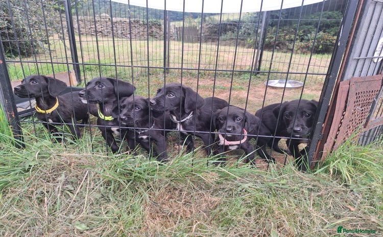 Springador dogs - Advert 1