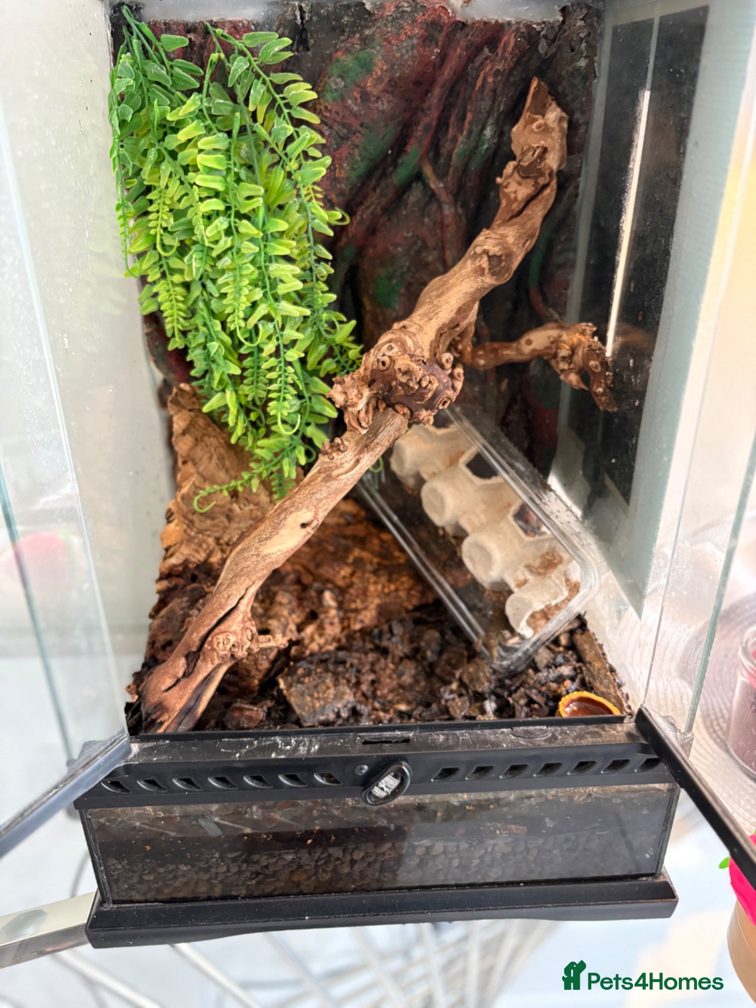 Gecko reptiles Mourning gecko + setup  - Advert 1