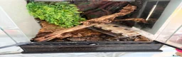 Gecko reptiles for sale: Mourning gecko + setup  in Rayleigh - Advert 1