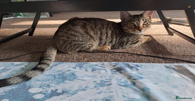 Mixed Breed cats - Advert 4