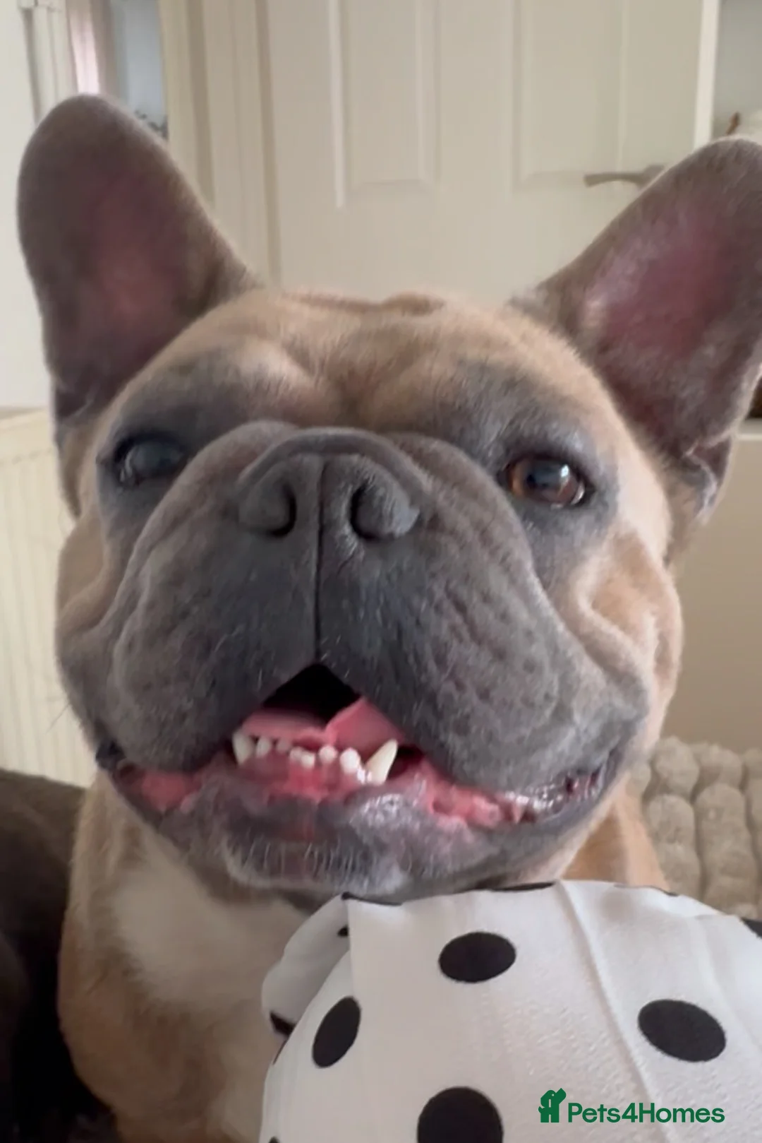 French Bulldog dogs for sale: Rehoming of Shelby and Stitch  - Advert 2