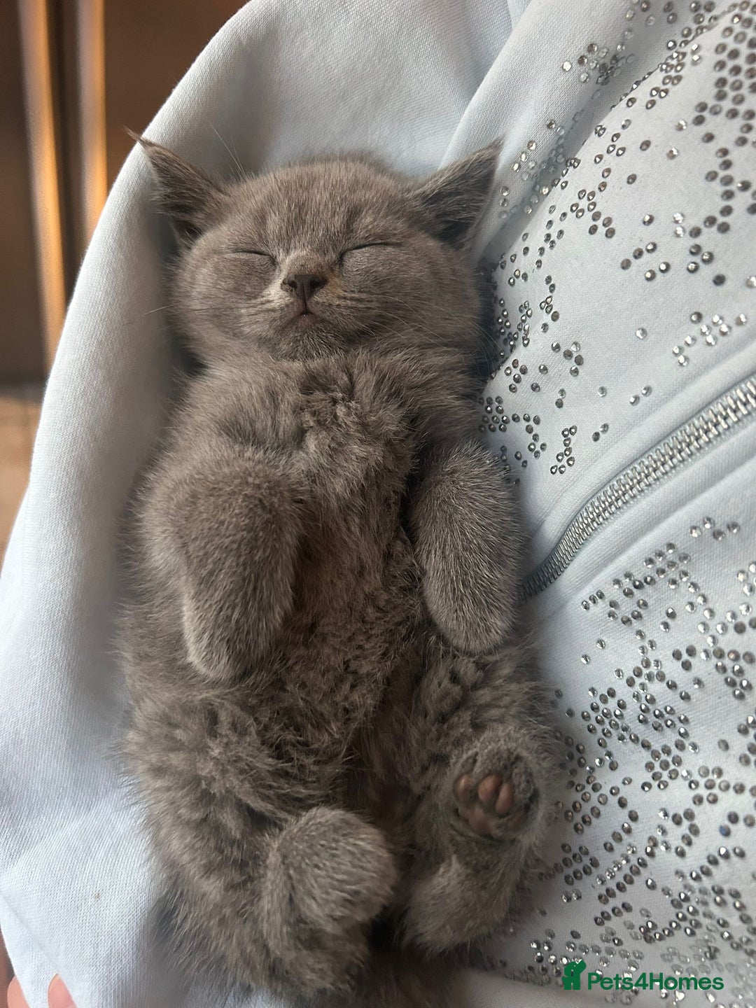 British Shorthair cats for sale: 5 British Shorthair kittens for sale - Image 19
