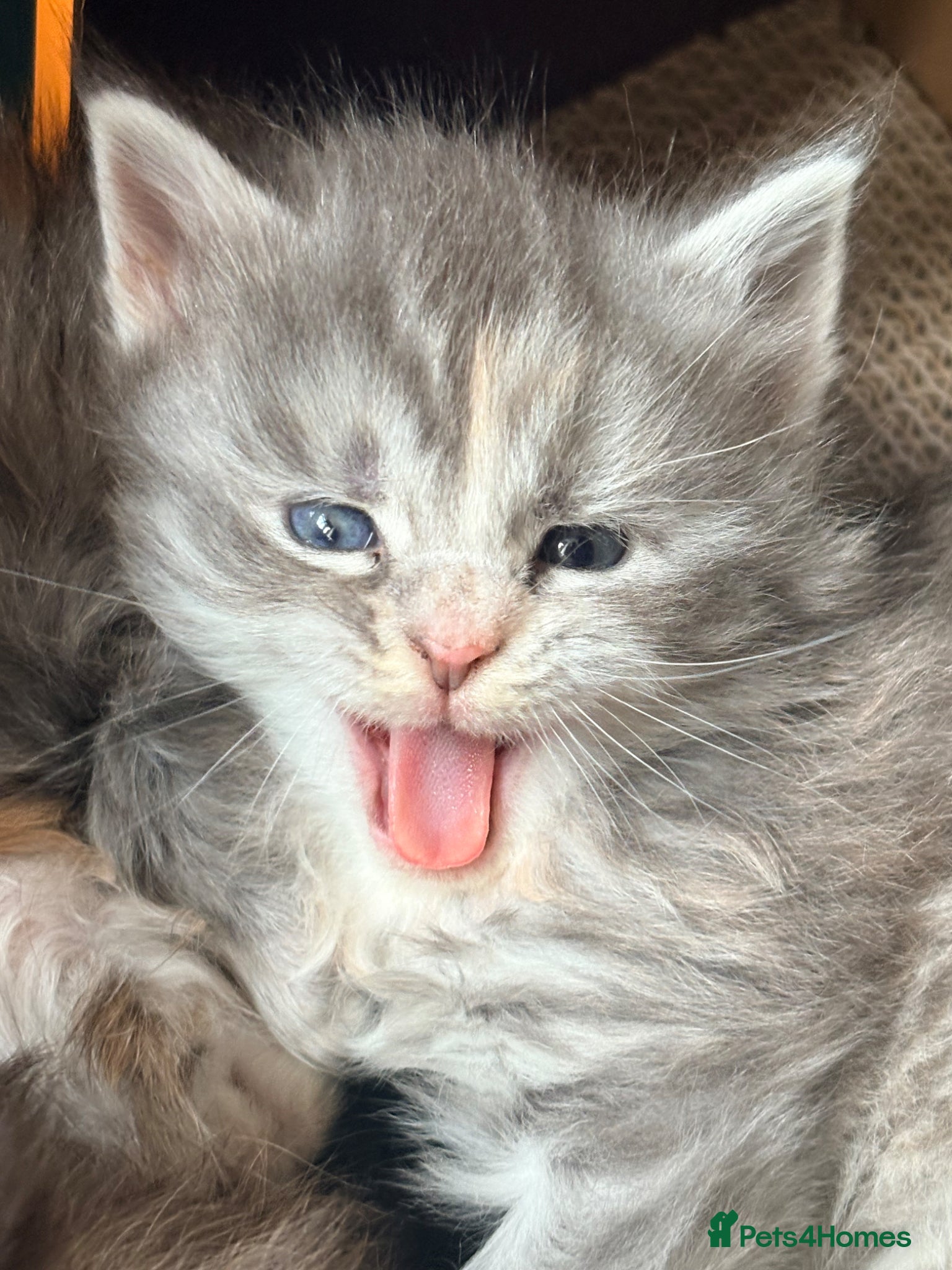 Maine Coon cats Tica registered mainecoon kittens  - Advert 1