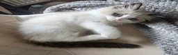 Ragdoll cats for sale: Ragdoll Tica Pedigree kittens - Advert 10