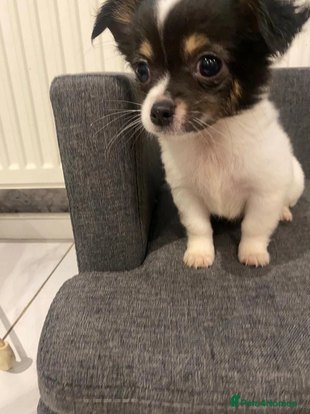 Chihuahua dogs for sale: Chihuahuas tiny - Advert 10