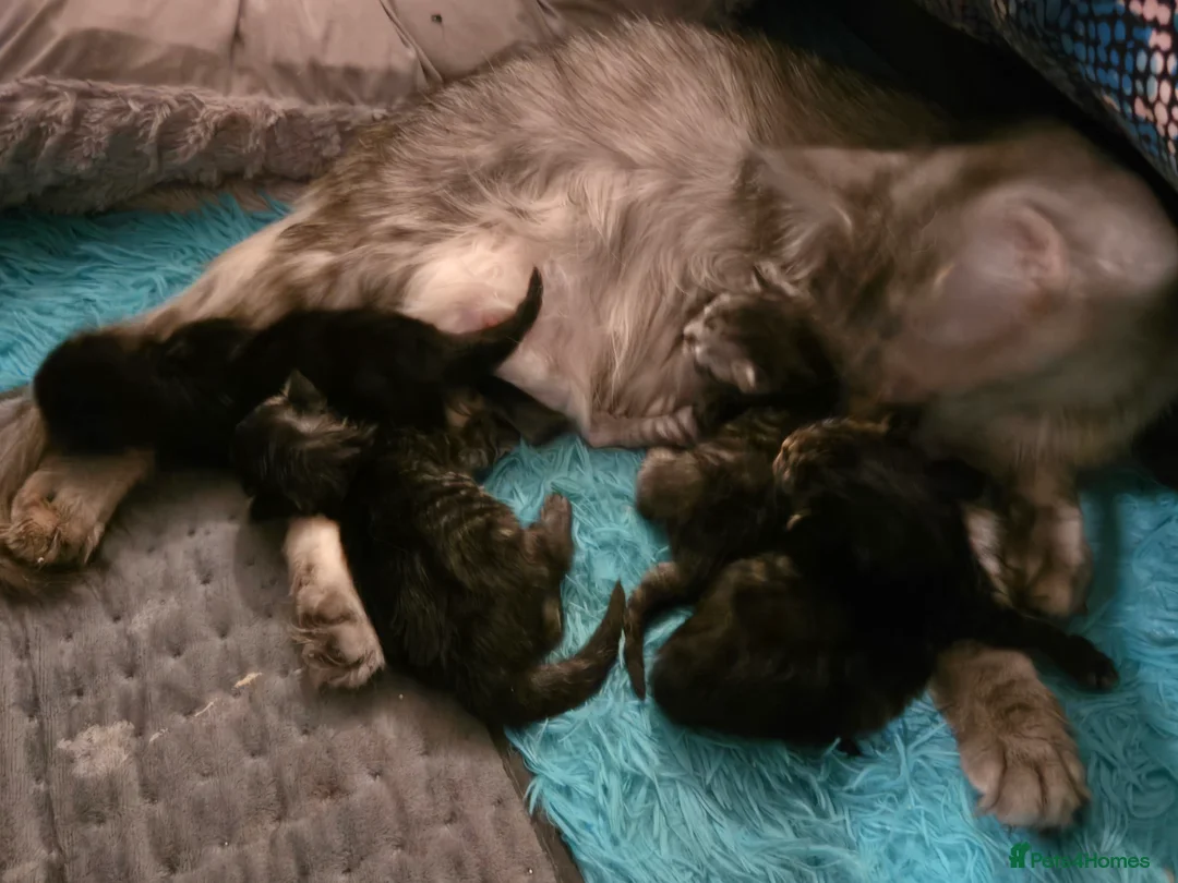 Maine Coon cats for sale: ✨✨ blk smoke F 6666 MC TiCA REG Poss active - Advert 18