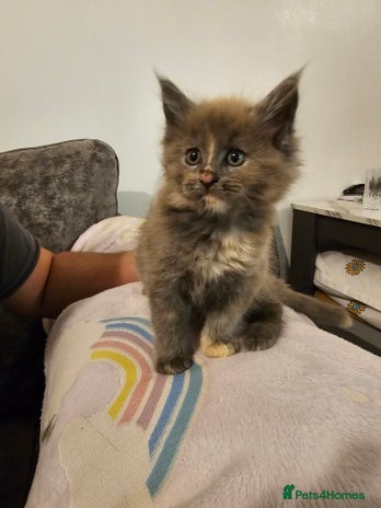 Maine Coon cats - Advert 4