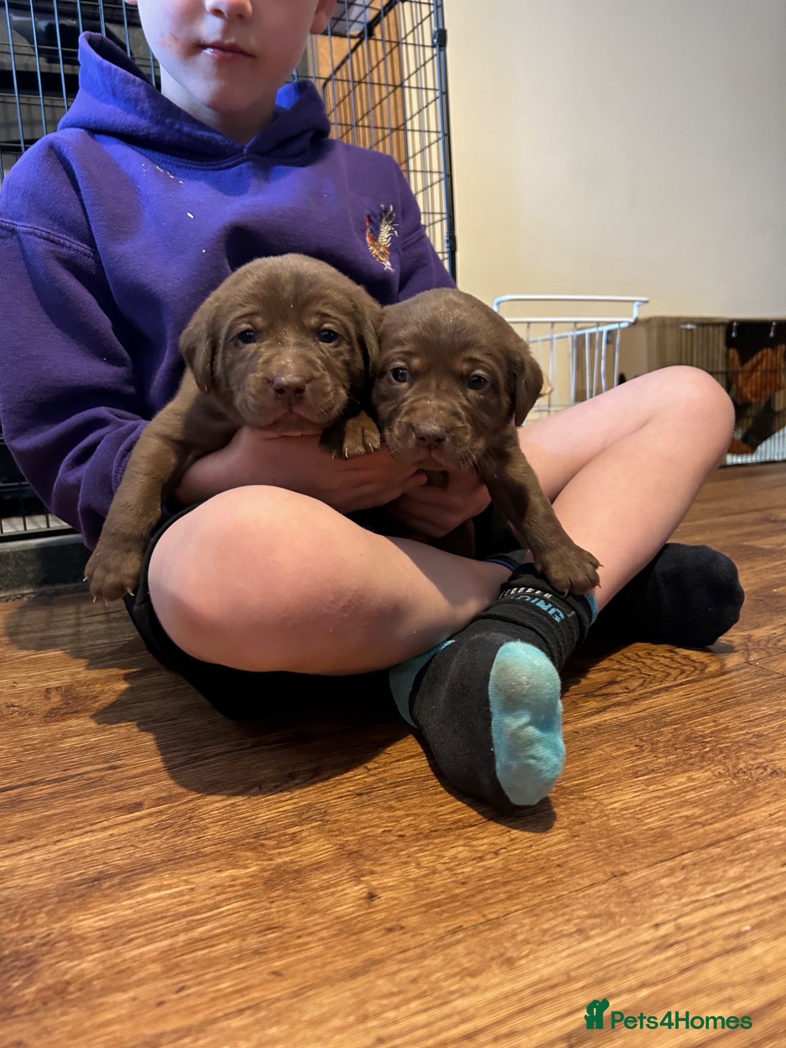 Labrador Retriever dogs KC Registered chocolate labrador puppies - Advert 15