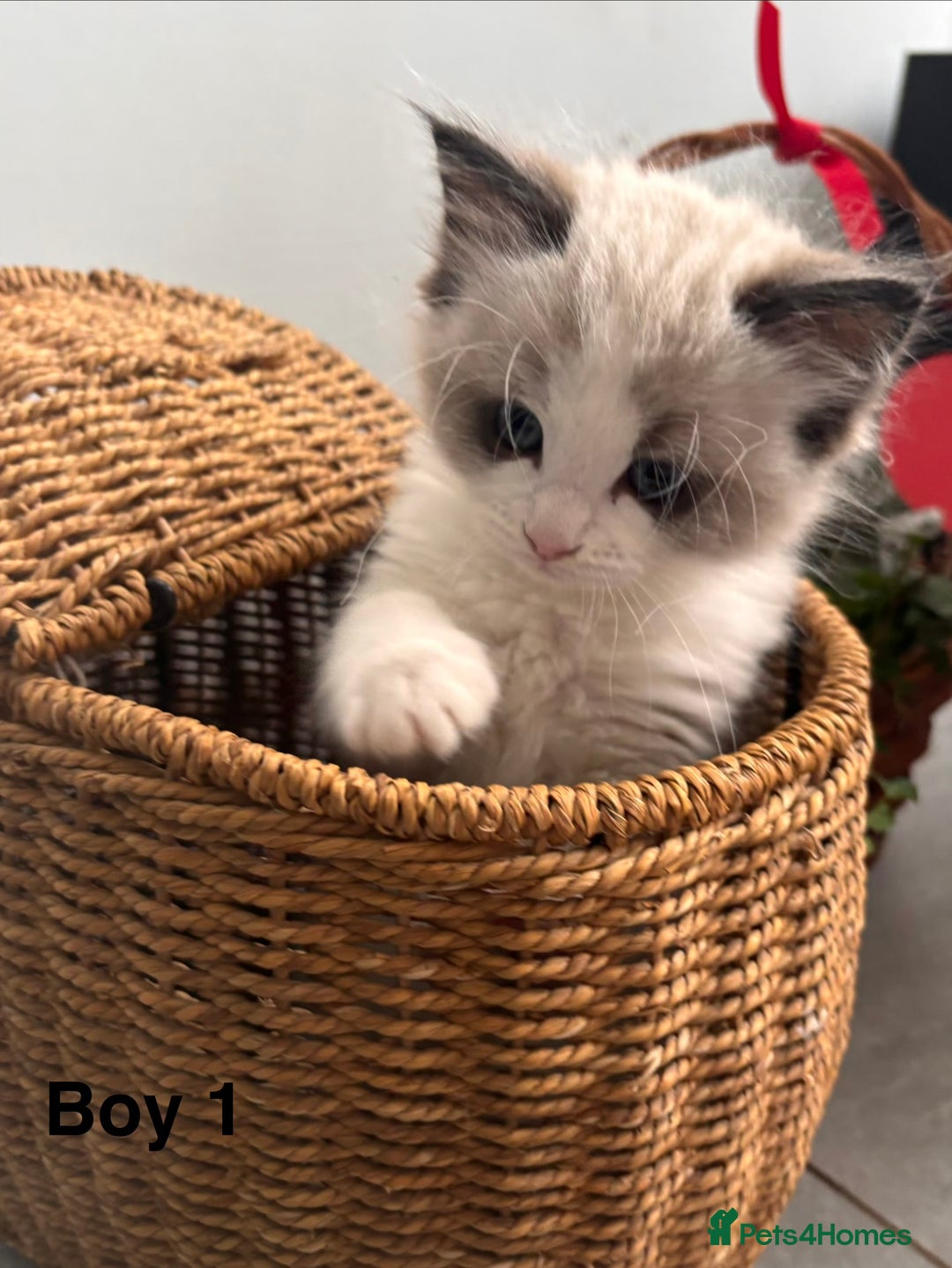 Ragdoll cats for sale: Stunning Ragdoll Kittens Available - Advert 3