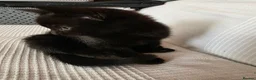 Mixed Breed cats for sale: Black Kitten - Advert 6