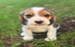 Beagle dogs for sale: KC REGISTERED SHOW TUOE BEAGLE PUPPIES  - Image 15