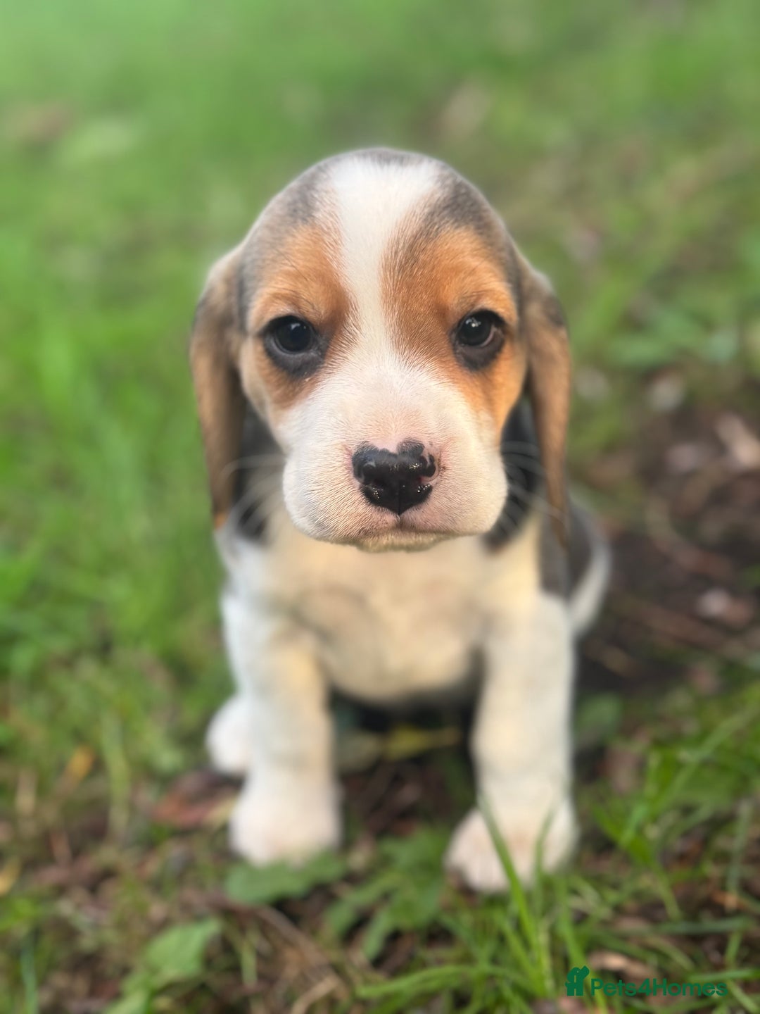 Beagle dogs for sale: KC REGISTERED SHOW TUOE BEAGLE PUPPIES  - Image 15