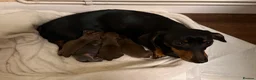 Chiweenie dogs for sale: Tiny dachshund cross chihuahua pups  - Advert 5