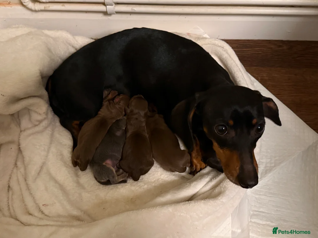 Chiweenie dogs for sale: Tiny dachshund cross chihuahua pups  - Advert 5