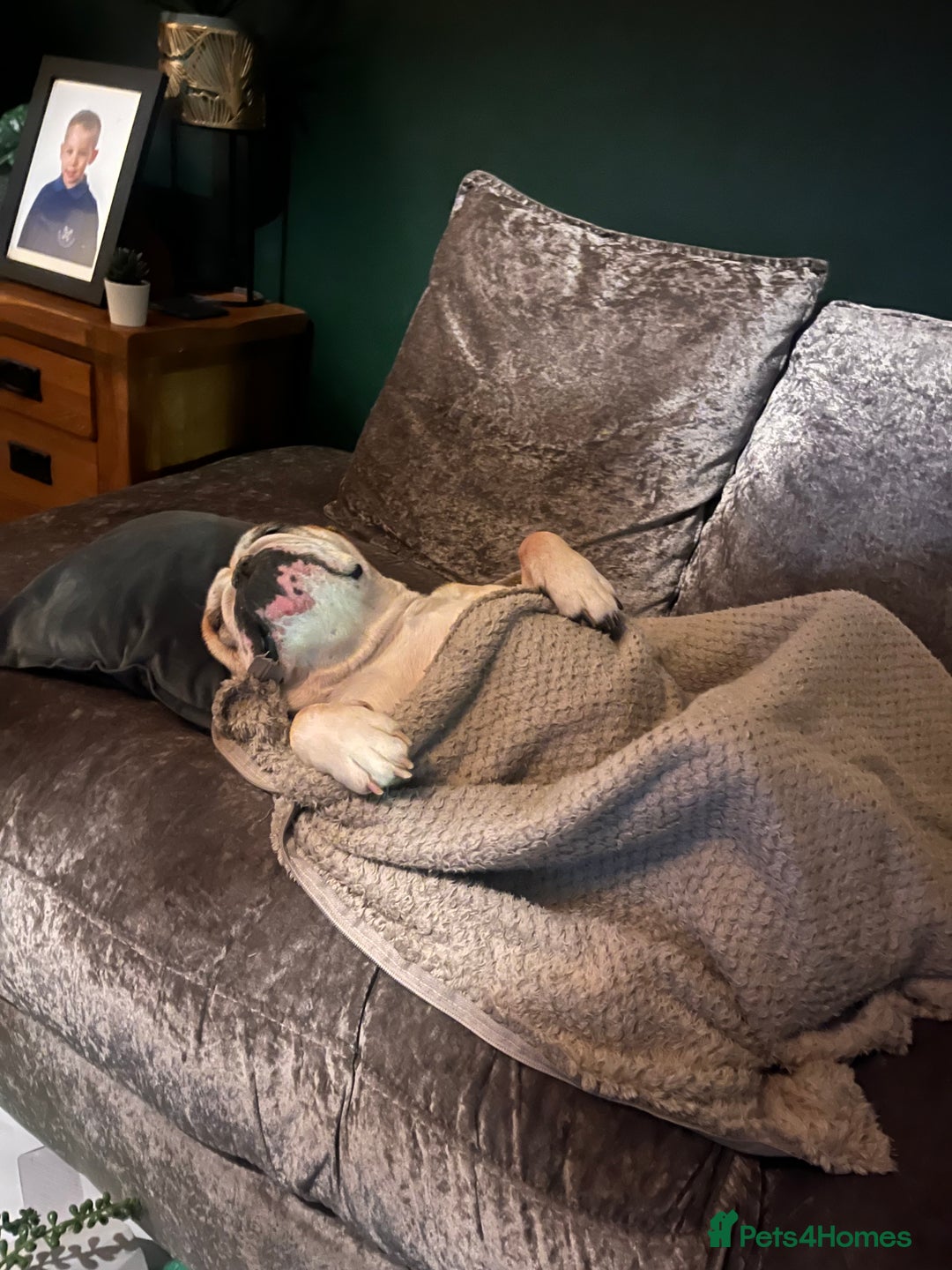 English Bulldog dogs for sale: Most loveable English Bulldog (I don’t want cash) - Image 6